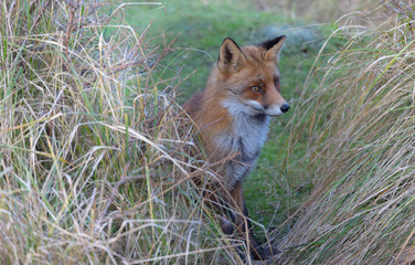 Fox in the dunes of the Amsterdam water supply Area - Vos in de Amsterdamse Waterleiding Duinen (AWD)