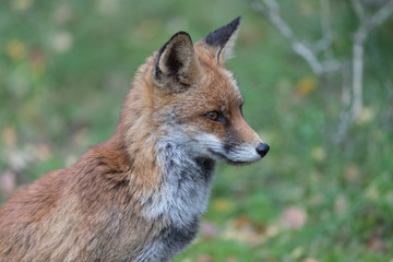 Fox in the dunes of the Amsterdam water supply Area - Vos in de Amsterdamse Waterleiding Duinen (AWD)
