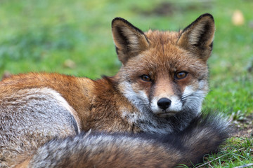 Fox in the dunes of the Amsterdam water supply Area - Vos in de Amsterdamse Waterleiding Duinen (AWD)