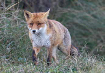 Fox in the dunes of the Amsterdam water supply Area - Vos in de Amsterdamse Waterleiding Duinen (AWD)
