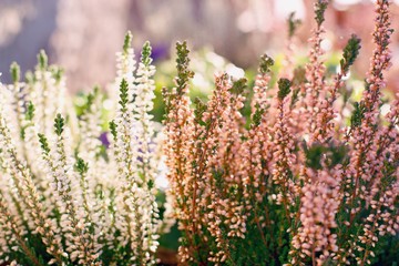 Obraz premium Calluna vulgaris or Common Heather flowers in two color variety