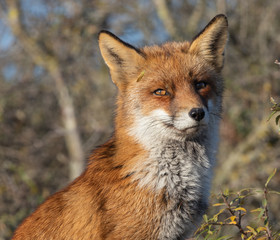 Fox in the dunes of the Amsterdam water supply Area - Vos in de Amsterdamse Waterleiding Duinen (AWD)