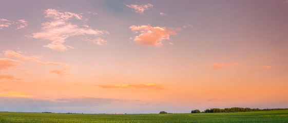 Countryside Rural Field Landscape Under Scenic Sunset Sky. Spring Agricultural Landscape. Panorama, Panoramic View