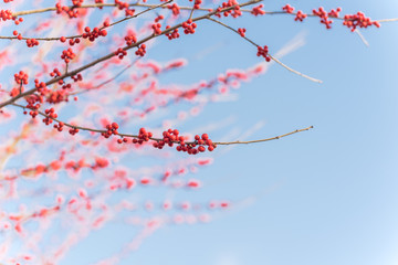 Close-up branch of Ilex Decidua (Winterberry) red fruits on dormant tree near Dallas, Texas