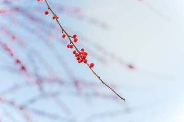 Close-up branch of Ilex Decidua (Winterberry) red fruits on dormant tree near Dallas, Texas