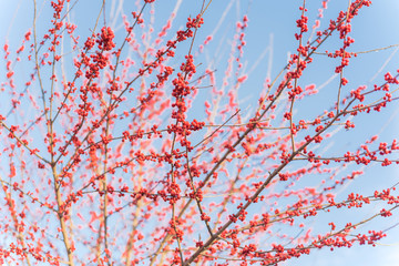 Dense of Texas winterberry (Ilex Decidua) red fruits on tree branches on sunny winter day