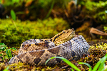Crotalus molossus is a venomous pit viper species found in the southwestern United States and...