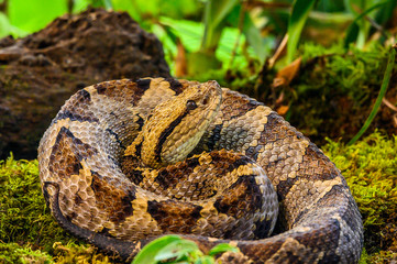 Crotalus molossus is a venomous pit viper species found in the southwestern United States and Mexico. Common names: black-tailed rattlesnake, green rattler, Northern black-tailed rattlesnake