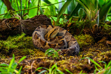 Crotalus molossus is a venomous pit viper species found in the southwestern United States and Mexico. Common names: black-tailed rattlesnake, green rattler, Northern black-tailed rattlesnake