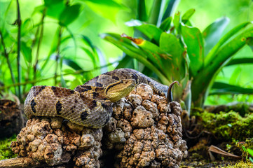 Crotalus molossus is a venomous pit viper species found in the southwestern United States and Mexico. Common names: black-tailed rattlesnake, green rattler, Northern black-tailed rattlesnake