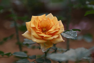 Pinkish Yellow Awesome Single Rose Flower Closeup
