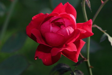 the beautiful red rose in the garden.