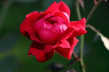 the beautiful red rose in the garden.