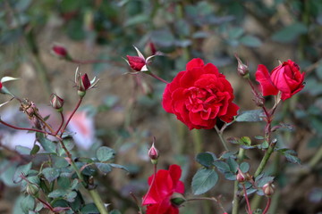 the beautiful red rose in the garden.