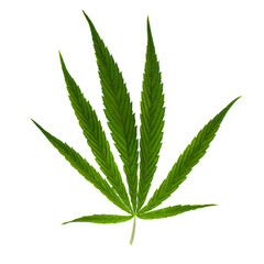 Green leaf marijuana isolated on white. Herb object