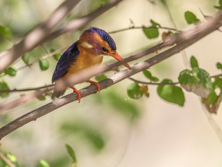 This tidy kingfisher resided in ma camp yard hunting for insects, not fish. Lake Baringo, Kenya.