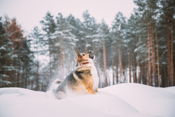 Funny Dog Playing In Snowy Forest In Winter Evening. Deep Snowdrift
