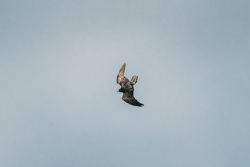 Belarus, Europe. Wild Bird Common Raven - Corvus Corax In Flight