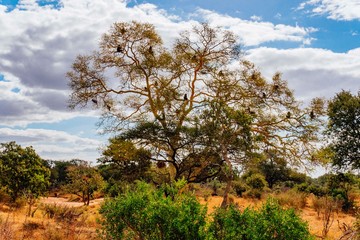 tree in autumn