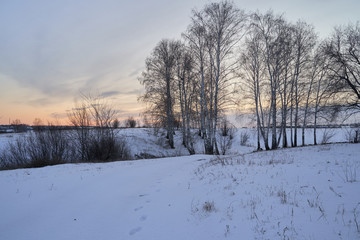 Winter landscape-frosty trees in a snow-covered birch forest on a Sunny morning. Calm winter nature in sunlight