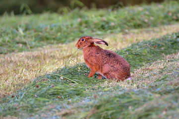 wild hare eating grass in field
