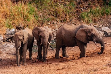 mother and baby elephant