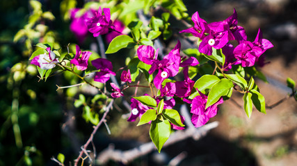 Bougainvillea glabra is sometimes referred to as 