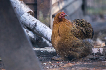 Decorative Hen (Gallus gallus domesticus) with interesting plumage sitting on the ground near wood