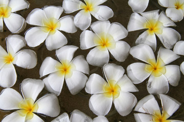 Fototapeta na wymiar texture, frangipani Plumeria white tropical flower in water