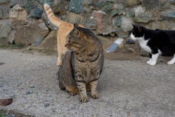 愛媛県大洲市　　アオシマ野猫たち