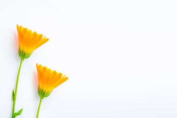 Bright marigold flowers isolated on white background.