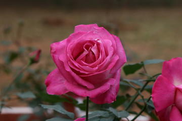 Beautiful Pink Rose in the Garden Closeup