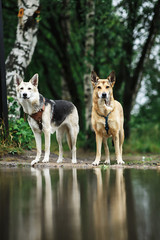 Two Obedient dogs on lake shore at cloudy day