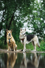 Two Obedient dogs on lake shore at cloudy day