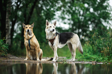 Two Obedient dogs on lake shore at cloudy day