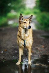 Naklejka na ściany i meble Dog standing on wet path in countryside