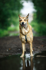 Dog standing on wet path in countryside