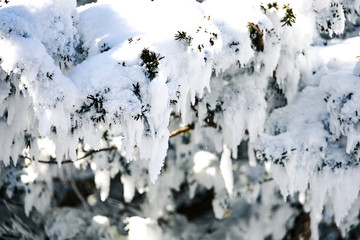 Have a beautiful winter