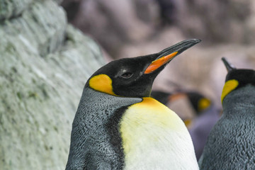 Königspinguine