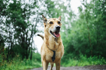 Dog running on wet alley in cloudy day