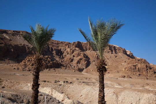 Palm Trees in Ein Getti, Israel
