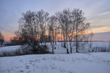 Winter landscape-frosty trees in a snow-covered birch forest on a Sunny morning. Calm winter nature in sunlight