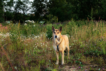 Curious dog standing in green meadow at nature