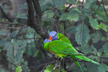 Lorikeet