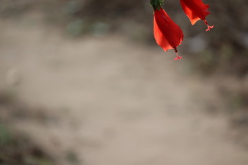 close-up of hibiscus flowers