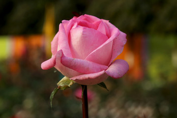 Beautiful Pink Rose in the Garden Closeup