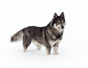 dog on a background of white snow