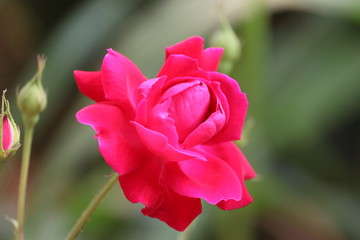 Beautiful pink rose on the rose garden in spring in a garden.