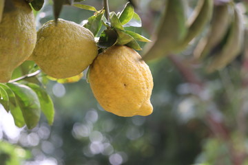 fresh yellow lime hanging on tree in farm with selective focus technique