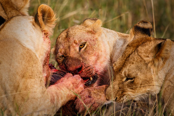 lions eating from a wartog  in the Masai Mara Game Reserve in Kenya